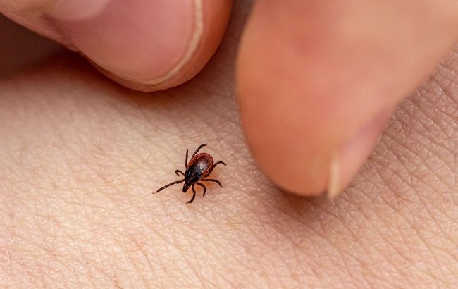 This blood group attracts ticks like magnet: Be careful!