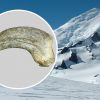 Scientists reveal Antarctica's top predator existed 50 million years ago