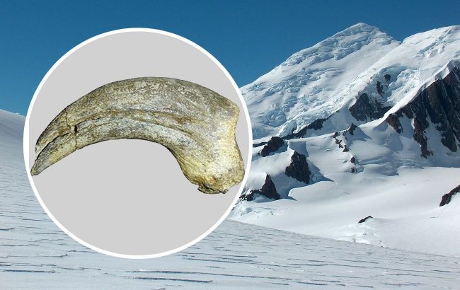 Scientists reveal Antarctica's top predator existed 50 million years ago