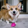 Pro dog trainer shares when to start training - And what not to do
