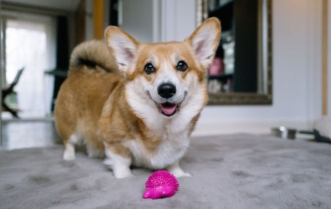 Pro dog trainer shares when to start training - And what not to do