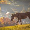 Where to enjoy peaceful summer getaway in Ukraine's Carpathians: 5 best places