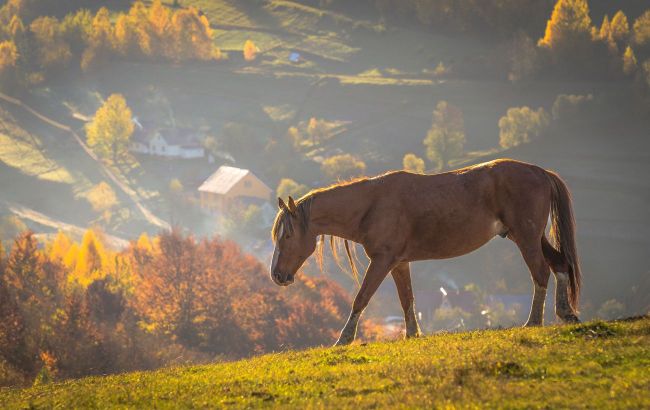 Where to enjoy peaceful summer getaway in Ukraine's Carpathians: 5 best places