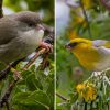 Rare bird species teeters on brink of extinction with only 5 remaining