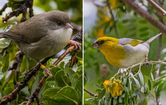 Rare bird species teeters on brink of extinction with only 5 remaining