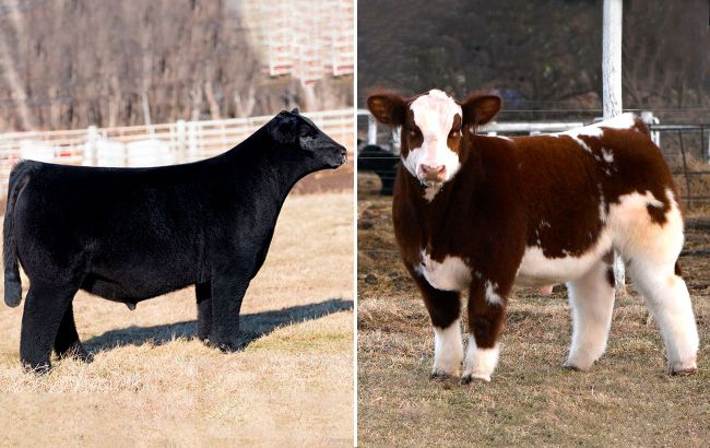 Unique creations: What plush cows look like and reasons of bred?