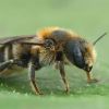 Global warming threatens bumblebee population