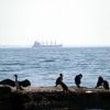 Ukrainian cargo ship sinks off coast of Bulgaria: crew rescued