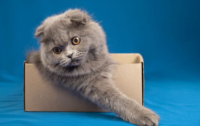 Reasons for cats' fascination with cardboard boxes