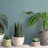 7 houseplants that require easy care