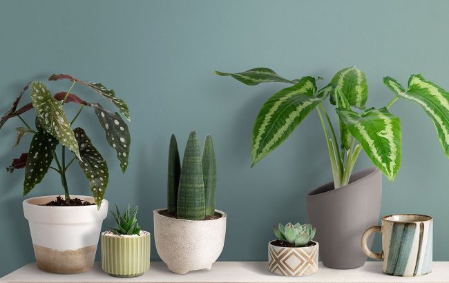 7 houseplants that require easy care