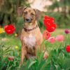 Toxic beauty: These popular plants can poison your pets