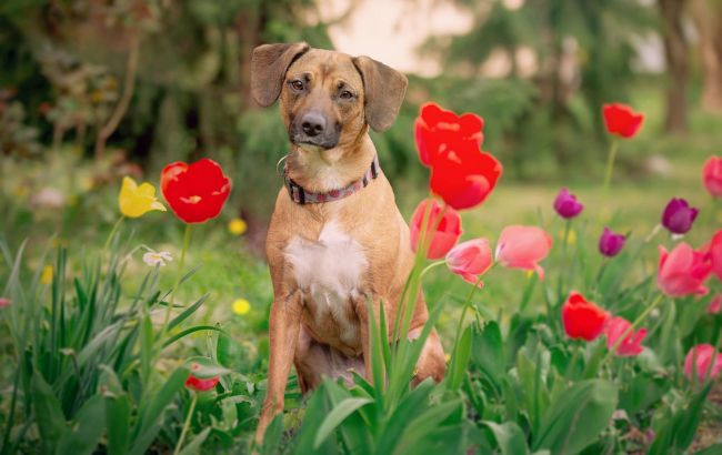 Toxic beauty: These popular plants can poison your pets