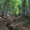 Sweden and Finland ask to cut more forests, reason revealed