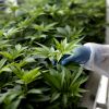 In greenhouses and under surveillance. Who and how to grow medical cannabis in Ukraine