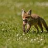 Unexpected guest: Fox cub spotted shopping in Lviv, Ukraine