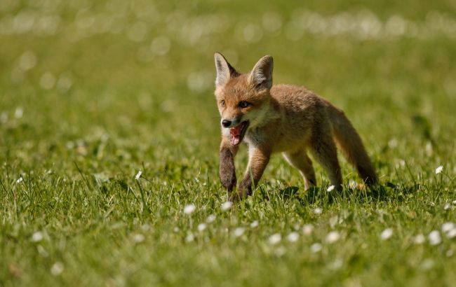 Unexpected guest: Fox cub spotted shopping in Lviv, Ukraine