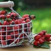 5 healthy wild berries that can be picked in fall