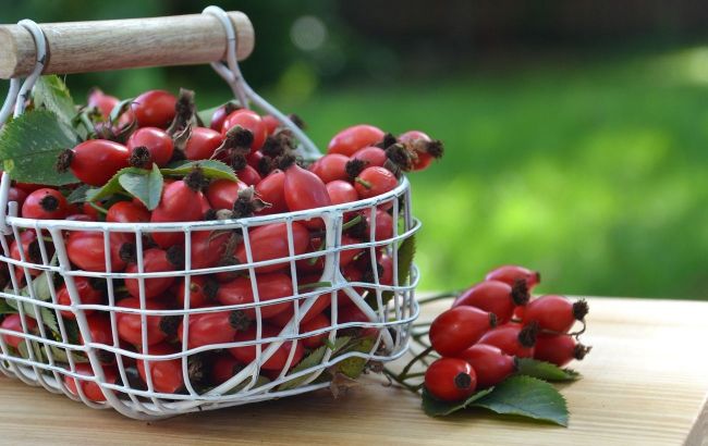 5 healthy wild berries that can be picked in fall