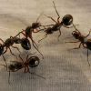Ants invaded your home? Simple tricks to get rid of them for good