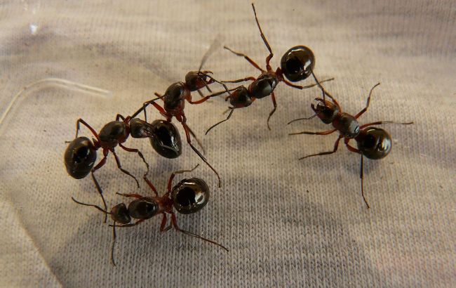 Ants invaded your home? Simple tricks to get rid of them for good