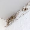 Get rid of mold fast: Simple tricks to clean any surface in your house