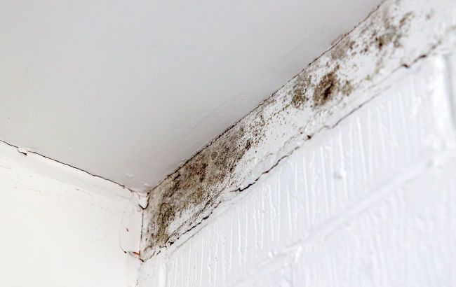 Get rid of mold fast: Simple tricks to clean any surface in your house