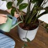 Crucial winter care tips for indoor plants: An overlooked aspect