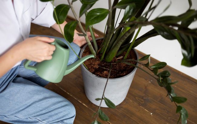 Crucial winter care tips for indoor plants: An overlooked aspect