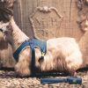 Giorgio Armani unveils fall collection for dogs with luxury pieces costing hundreds of euros