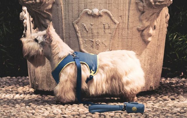 Giorgio Armani unveils fall collection for dogs with luxury pieces costing hundreds of euros
