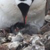 Vernadsky station polar explorers showcase newborn penguins