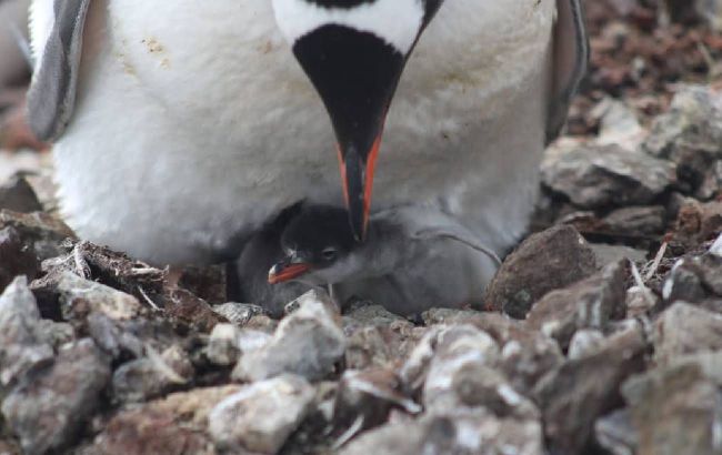 Vernadsky station polar explorers showcase newborn penguins