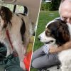 Brave dog saved life of its owner, who was dying