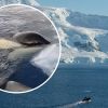 Antarctic adventure: Researchers show incredible animals surrounded their boat