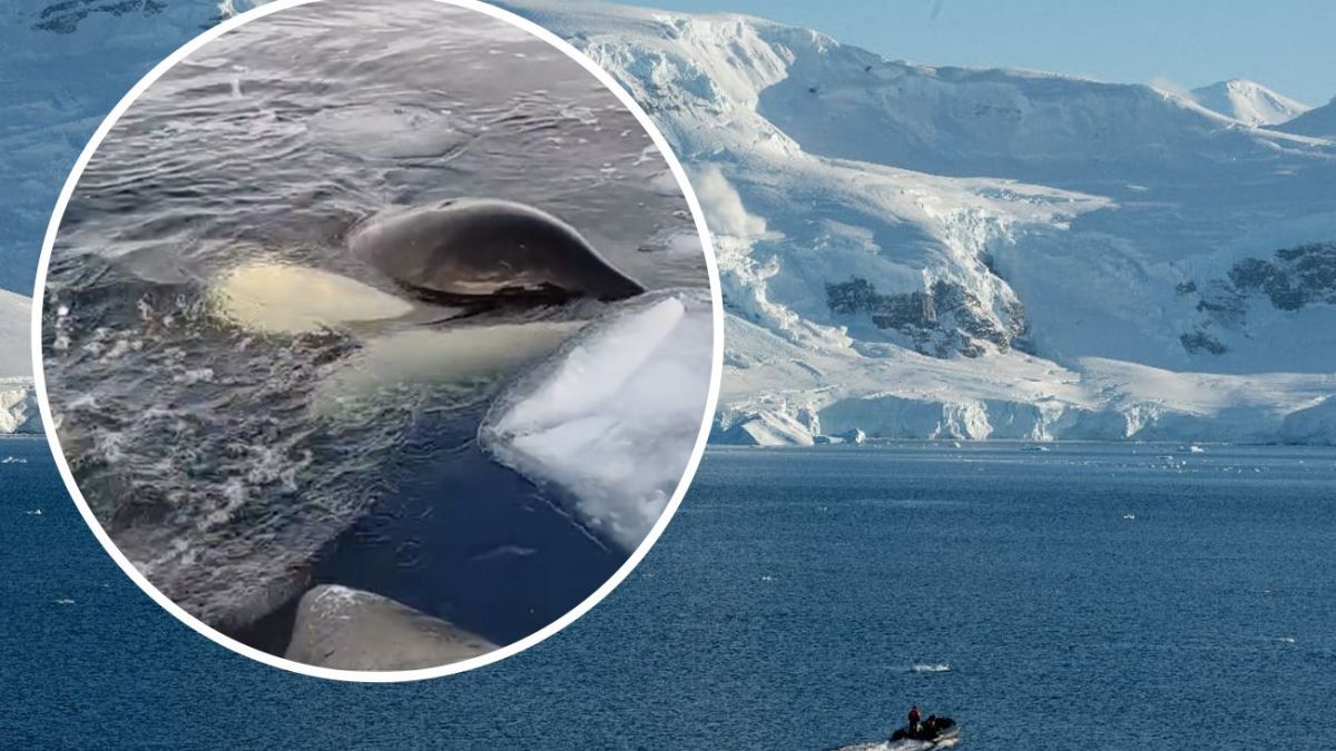 Antarctic adventure: Researchers show incredible animals surrounded their boat
