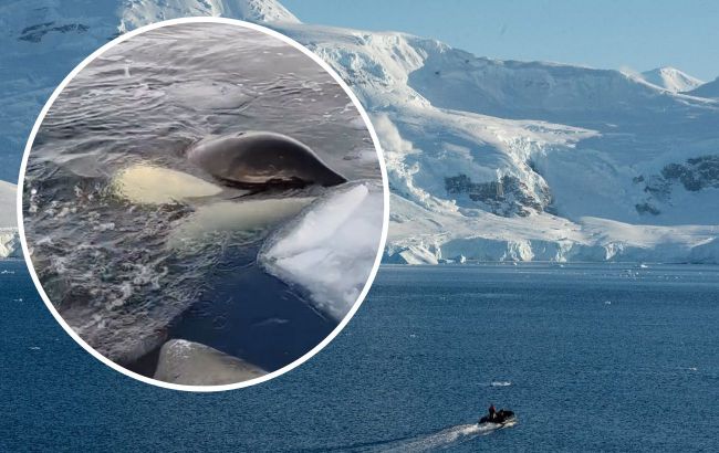 Antarctic adventure: Researchers show incredible animals surrounded their boat