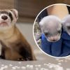 First-ever birth from cloned ferret marks conservation milestone