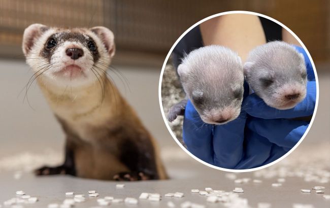 First-ever birth from cloned ferret marks conservation milestone