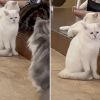 Saddest cat in the world becomes ordinary café star, here’s what it looks like