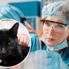 Cat helps US scientists discover new virus