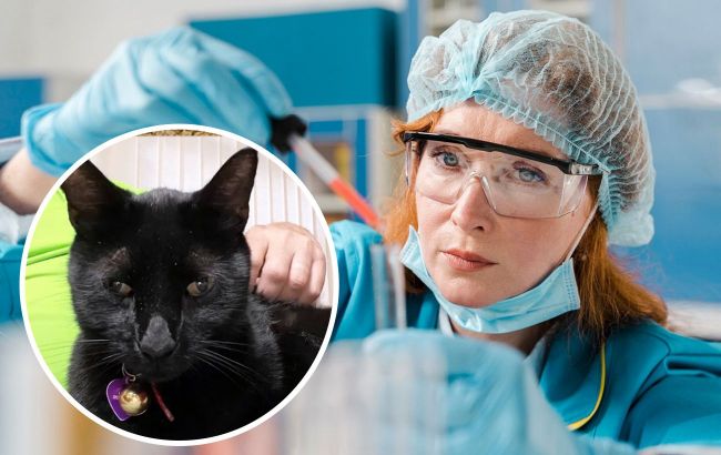 Cat helps US scientists discover new virus