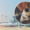 130 hamsters take control of plane, hold it hostage for five days