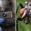 Insect eyes instead of lenses: New tech may reshape smartphone cameras