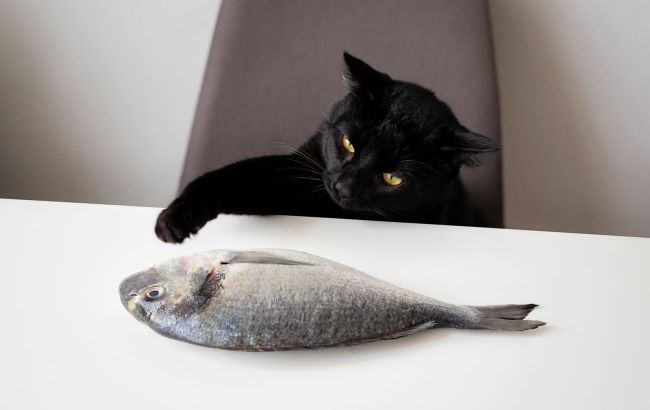 Raw fish for cats: Unmasking hidden dangers for your pet