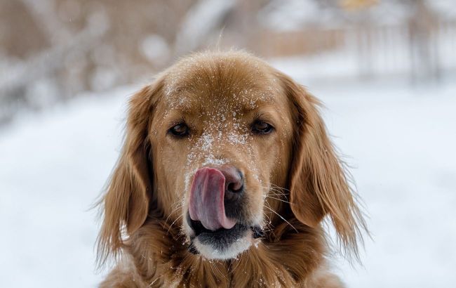 Snow snacking: Understanding why dogs eat snow and its risks