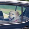 Furry antidepressants: These pets may extend your life by 10 years