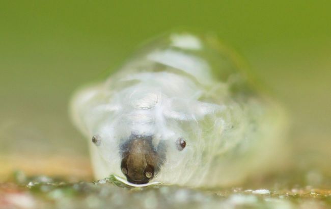 Extraordinary photos reveal mystery of kingdom of strange underground creatures