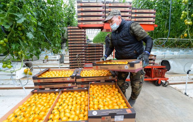 Tomato recall 2025 affects 14 states as FDA warns of salmonella risk