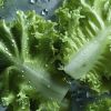 Don&rsquo;t discard wilted salad: Make it crispy again with ice-bath trick